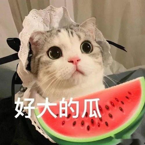 喵星娱乐吃瓜群众是谁啊,吃瓜群众背后的神秘力量
