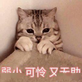 喵星娱乐吃瓜群众是谁啊,吃瓜群众背后的神秘力量