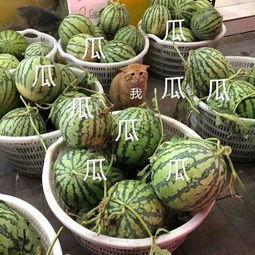 娱乐168吃瓜,揭秘娱乐圈最新吃瓜事件，带你领略明星幕后故事