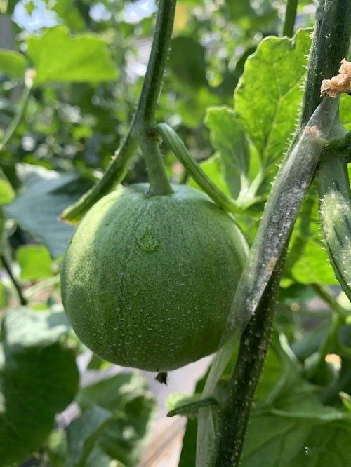 哪些地方可以娱乐圈吃瓜,揭秘明星幕后故事与热点事件