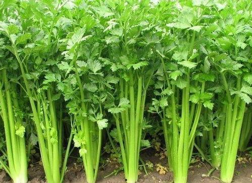 娱乐观察吃毒瓜,毒瓜事件背后的真相与反思