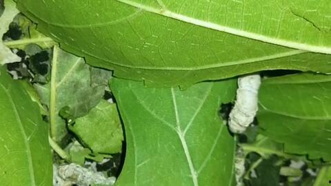 娱乐吃瓜酱蚕宝宝,揭秘娱乐圈那些不为人知的幕后故事