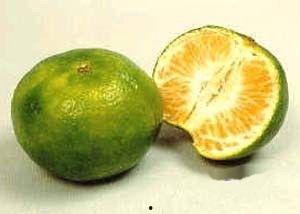 橘子娱乐吃瓜,娱乐圈最新吃瓜大事件！